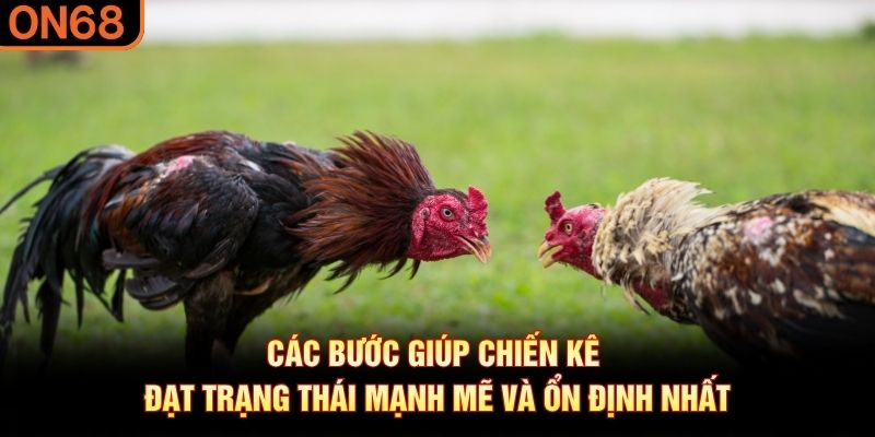 Các bước giúp chiến kê đạt trạng thái mạnh mẽ và ổn định nhất