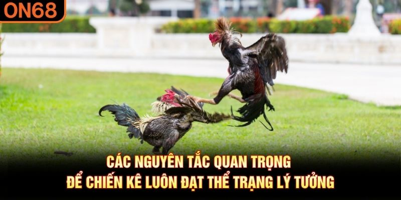 Các nguyên tắc quan trọng để chiến kê luôn đạt thể trạng lý tưởng