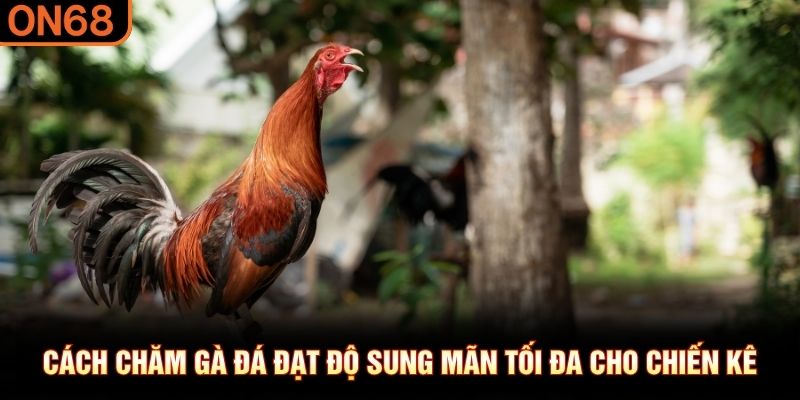 cách chăm gà đá