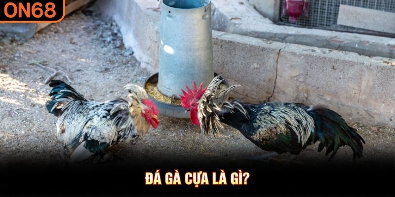 Đá gà cựa là gì?