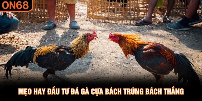 Mẹo hay đầu tư đá gà cựa “bách trúng bách thắng”