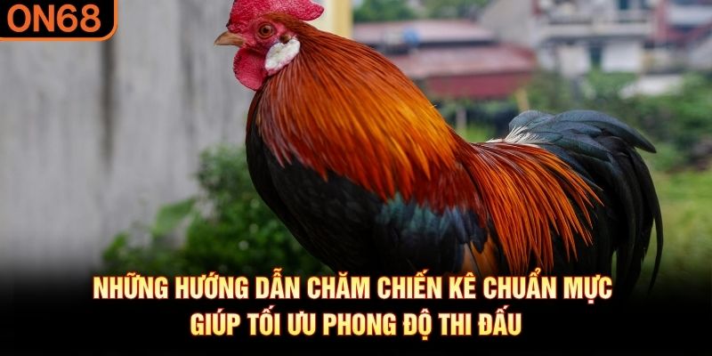 Những hướng dẫn chăm chiến kê chuẩn mực giúp tối ưu phong độ thi đấu
