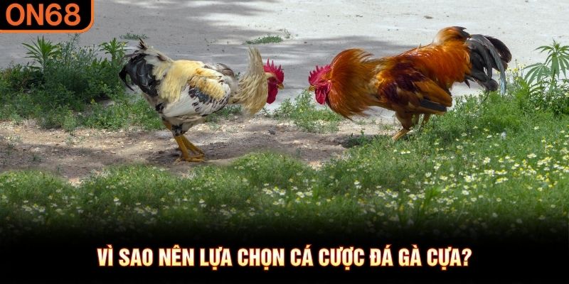 Vì sao nên lựa chọn cá cược đá gà cựa?